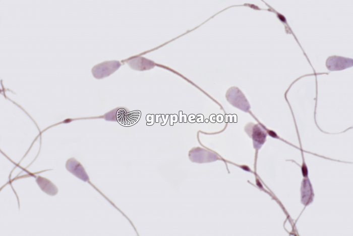 Spermatozoïdes de Taureau x320 - gryphea.com